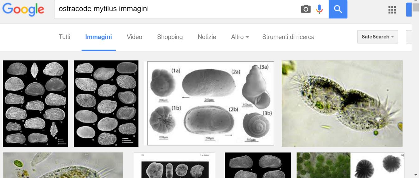 ostracode da determinare